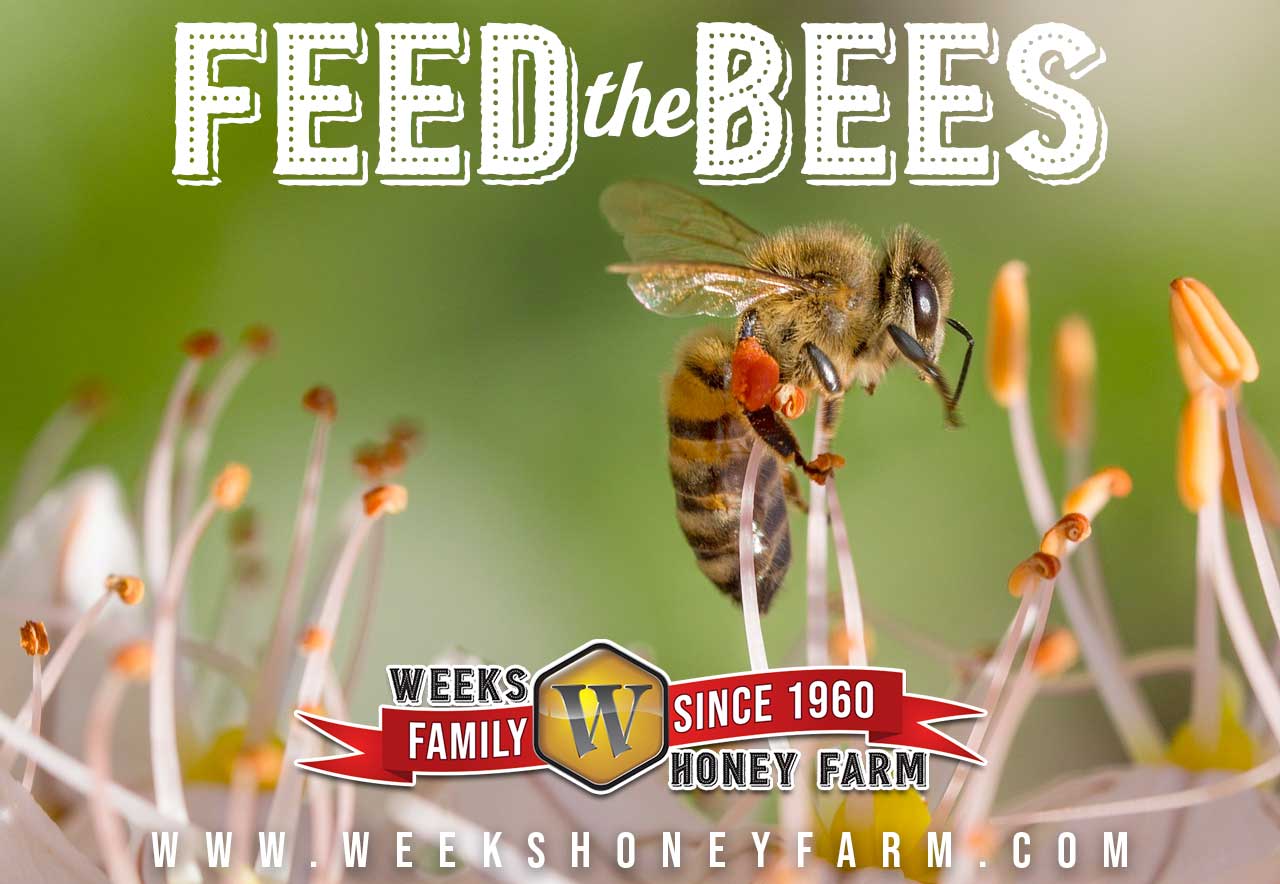 Please, Feed the Bees!