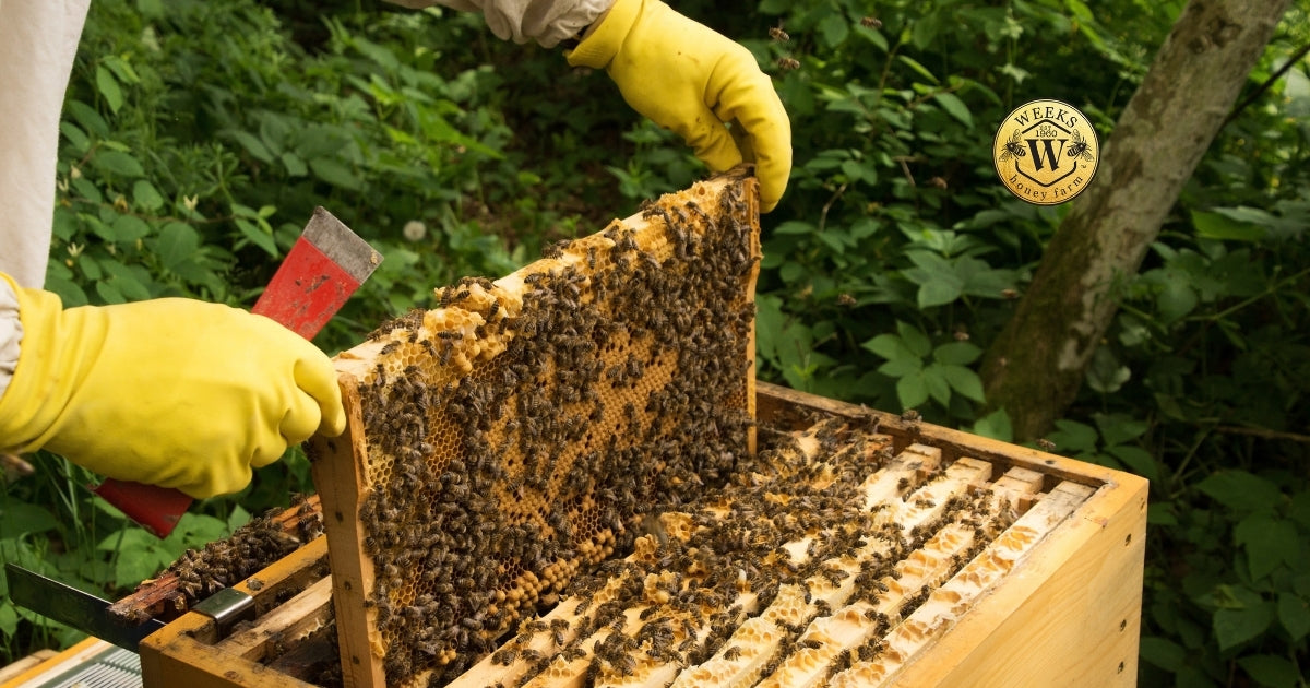 Is Raw Honey Good for You? A Georgia Beekeeper’s Honest Answer After 60+ Years