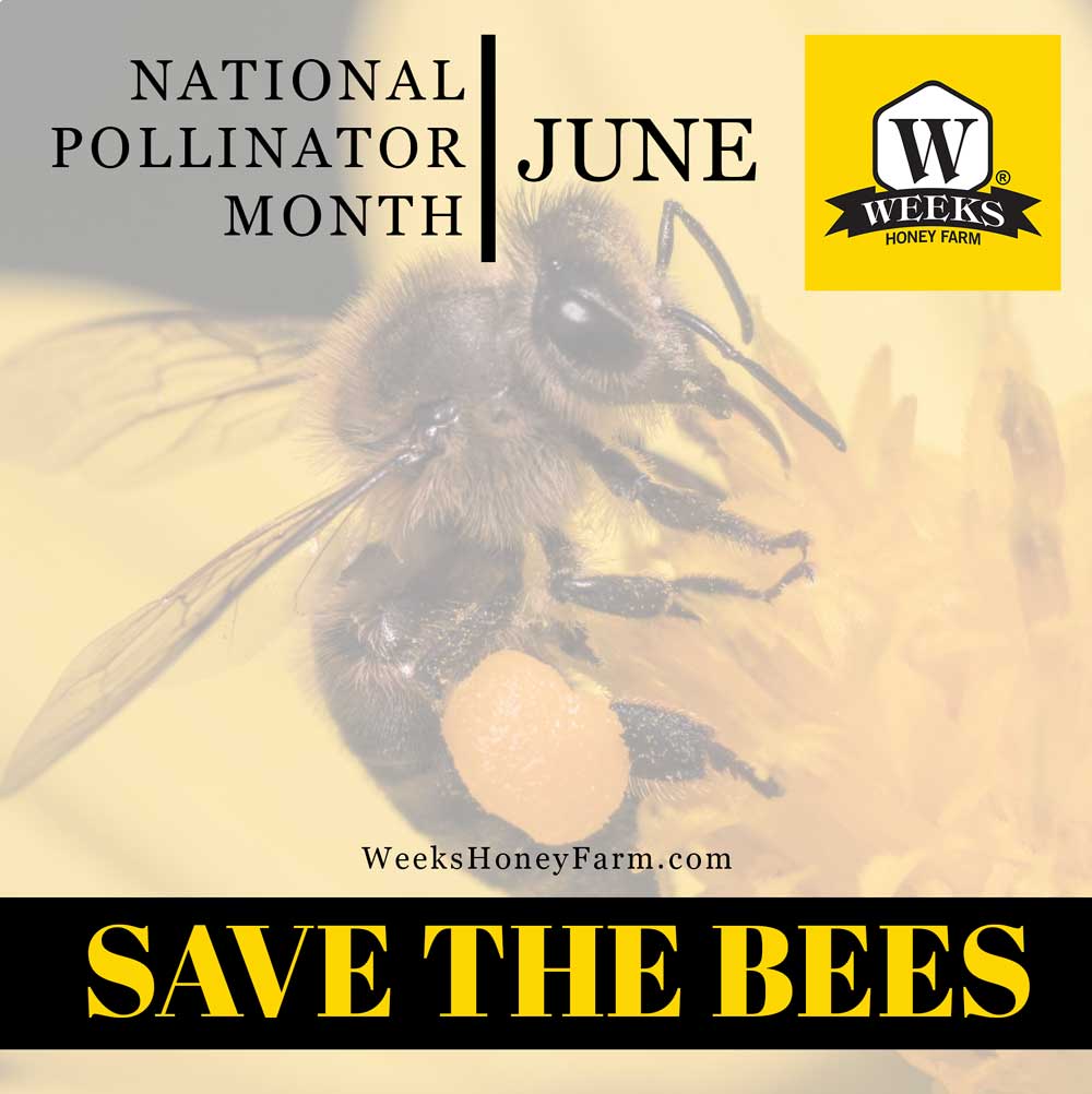 June is National Pollinator Month- You can help Save the Bees