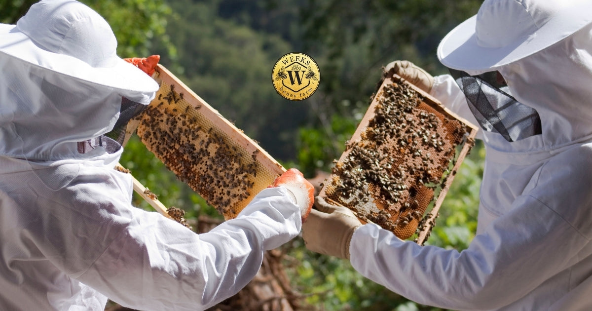 The Beginner Beekeeper's Honest Guide to Your First Hive (What to Buy, What to Skip, and What Nobody Tells You)