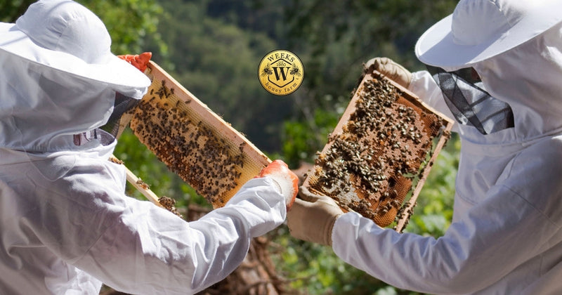 The Beginner Beekeeper's Honest Guide to Your First Hive (What to Buy, What to Skip, and What Nobody Tells You)